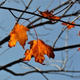 Illustration for article titled Shooting Challenge: Fall Leaves Gallery